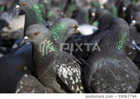 flock of pigeons closeup 39062746