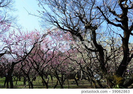 京都·Kitano Tenman-myeon 京都·Kitano Tenman-myeon 39062863