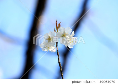 White cherry blossoms (Kochi Park) 39063070