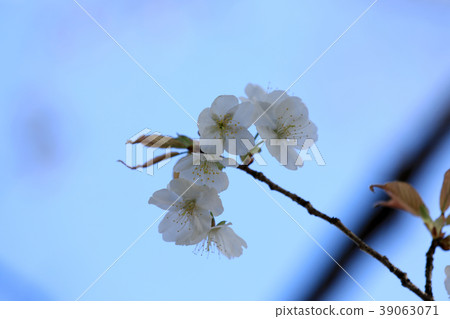 White cherry blossoms (Kochi Park) 39063071