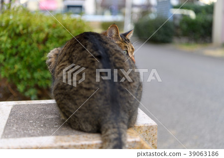 Pheasant cat Pheasant cat 39063186