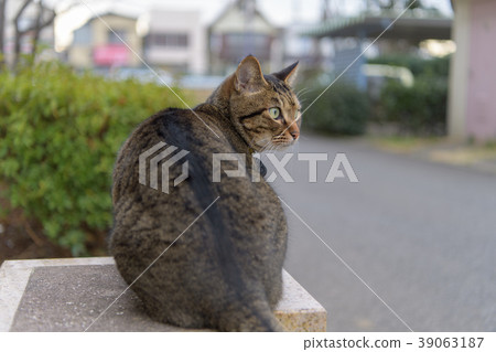 Pheasant cat Pheasant cat 39063187