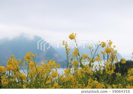 Spring rose (Izu) 39064358