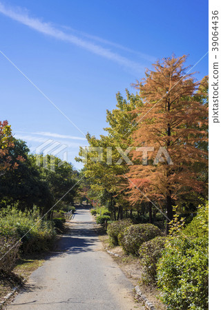 平山公園秋天的風景 兵庫縣加古川市 照片素材 圖片 圖庫