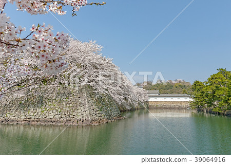 Hikone Castle (April Cherry blossoms clear) Hikone Castle (April Cherry blossoms clear) 39064916