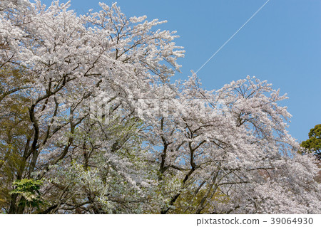 Hikone Castle (April Cherry blossoms clear) 39064930
