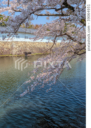 Hikone Castle (April Cherry blossoms clear) 39064931