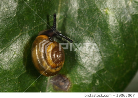 Creature Conduit Guudobekkou, a small snail that lives in the lush forest of Yamahara. Shell like shell armor is beautiful Creature Conduit Guudobekkou, a small snail that lives in the lush forest of Yamahara. Shell like shell armor is beautiful 39065007