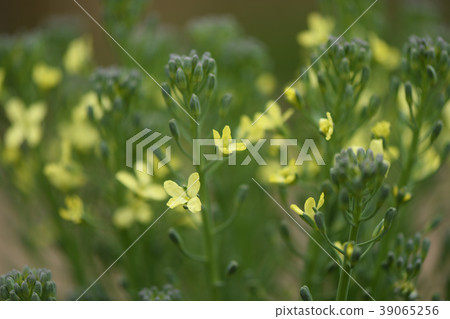西蘭花花 西蘭花花 39065256