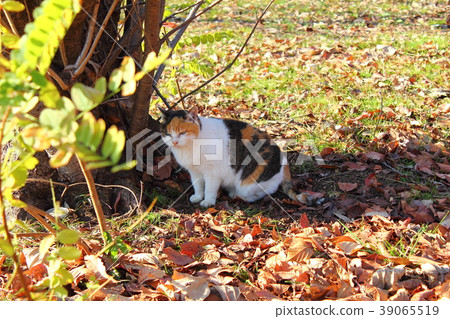 Cat in the park Cat in the park 39065519