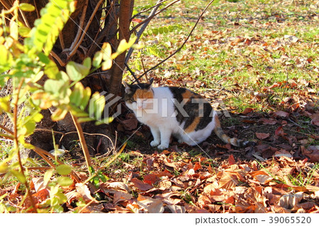Cat in the park Cat in the park 39065520