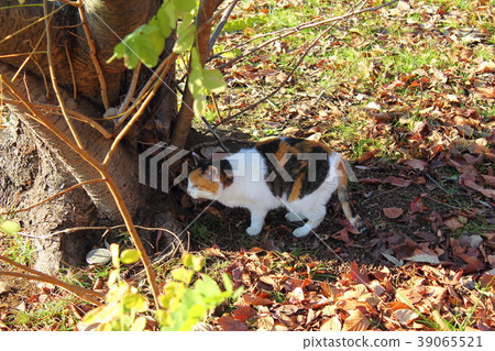 Cat in the park Cat in the park 39065521