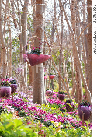 Small diameter of cyclamen Small diameter of cyclamen 39065653