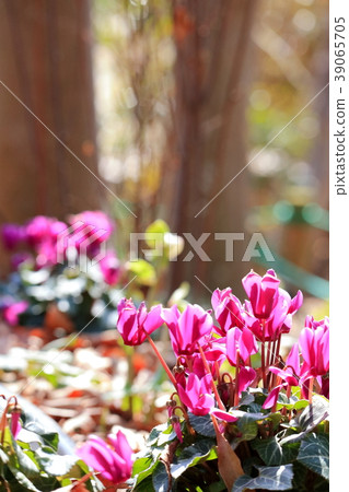 Garden cyclamen 39065705
