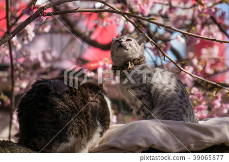 cat on the sakura tree. 39065877