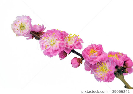 Plum blossoms (depth synthesis) Plum blossoms (depth synthesis) 39066241
