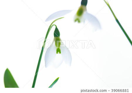 Snow Drop Snow Drop 39066881