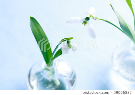 Snow Drop  39066883
