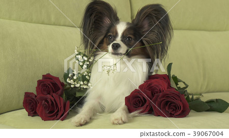 Download Papillon Dog On Rock Picture