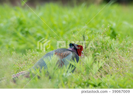 東海基治(男) 東海基治(男) 39067009