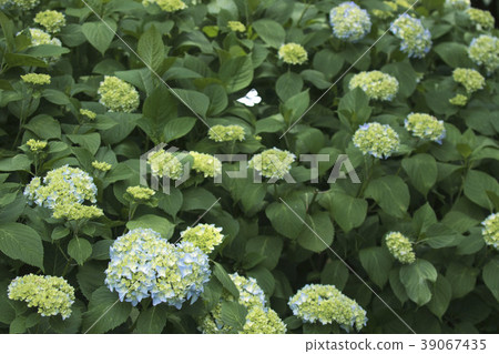 繡球花園，繡球花開始綻放 39067435