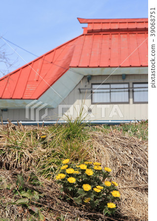 Fukujuso在農夫的花園裡盛開 Fukujuso在農夫的花園裡盛開 39068751