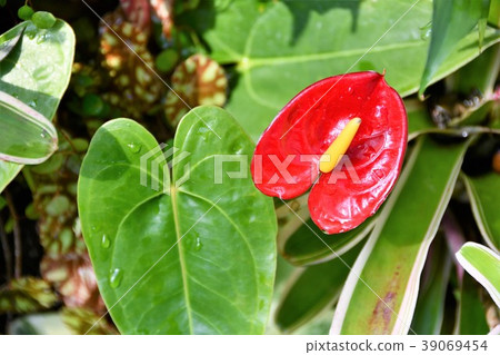 Anthurium foliage plant Anthurium foliage plant 39069454