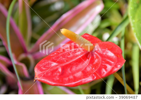 Anthurium foliage plant Anthurium foliage plant 39069487