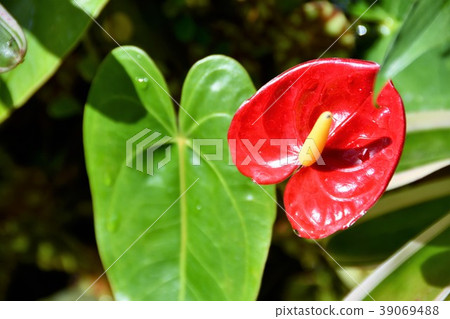 安祖花觀葉植物 安祖花觀葉植物 39069488