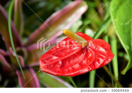 安祖花觀葉植物 39069489