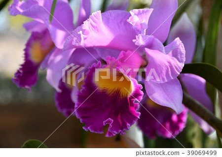 西部卡特蘭 39069499