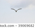 White-backed gull (back black eagle) The 4th. Herring gull 39069682