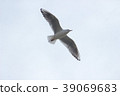 Yuli Gull (Yuriwo) The twenty. Black headed gull 39069683