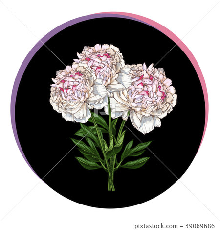 Three beautiful peony flower in a black circle.  39069686