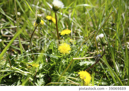 蒲公英 39069889