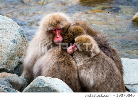 Nagano Jigokudani Onsen Snow Monkey 39070040