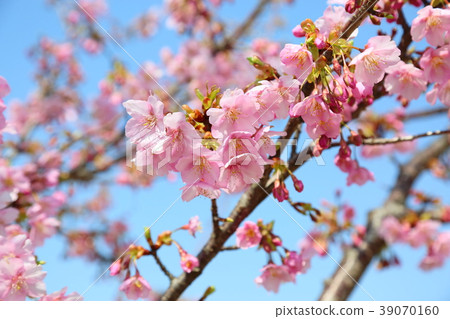 Kawara-zakura盛開 39070160