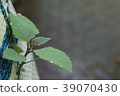 Plant try to be born on troublesome area 39070430