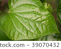 Closeup  Wild betal Leaf bush for green background 39070432