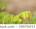 Blurred green leafs of small branch 39070433