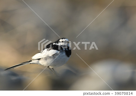 "Hakusekirei" in the nightfall of the riverside 39070814