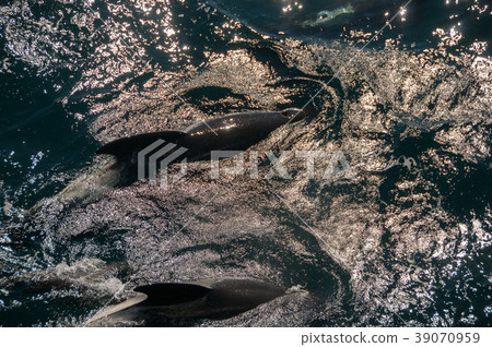 Long-finned Pilot Whales 39070959