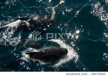 Long-finned Pilot Whales 39070960