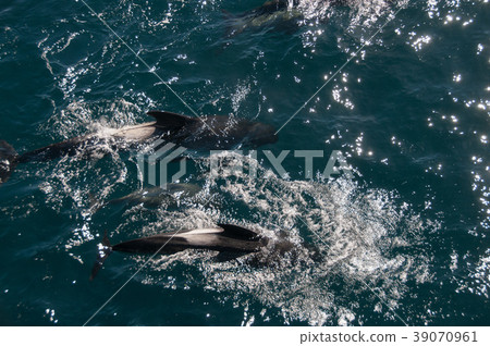 Long-finned Pilot Whales 39070961
