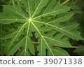 Closeup Papaya green leaf shown beautiful texture 39071338