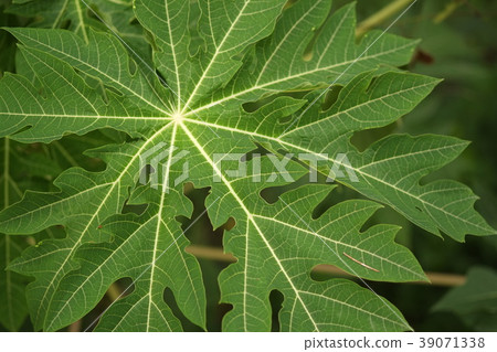 Closeup Papaya green leaf shown beautiful texture 39071338