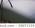 Droplet at plant root tip for natural background 39071339