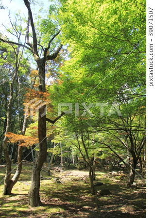 Ashizuri Uwakai國家公園知床谷自然休閒森林 Ashizuri Uwakai國家公園知床谷自然休閒森林 39071507