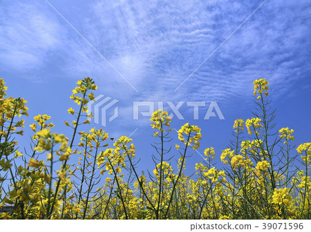強姦花朵和雲 - 12565 強姦花朵和雲 - 12565 39071596