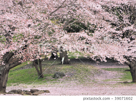 Cherry blossoms at Iwamotoyama Park-12583 Cherry blossoms at Iwamotoyama Park-12583 39071602